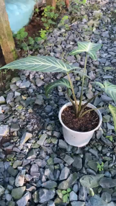 Cây Môn Thái - Tổng thể tầm 30-40 cm - Kiểng lá sang trọng!