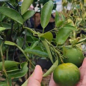 Jeruk Chokun Madu (TAMBULAPOT) Bibit Super Manis Unggulan Cepat Berbuah