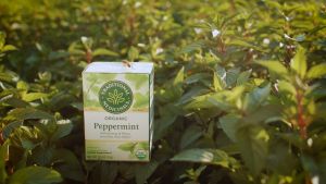 Traditional Medicinals Organic Tea Nighty Night/Mothers Milk/Spearmint/Chamomile/Raspberry Leaf/Roasted Dandelion Root