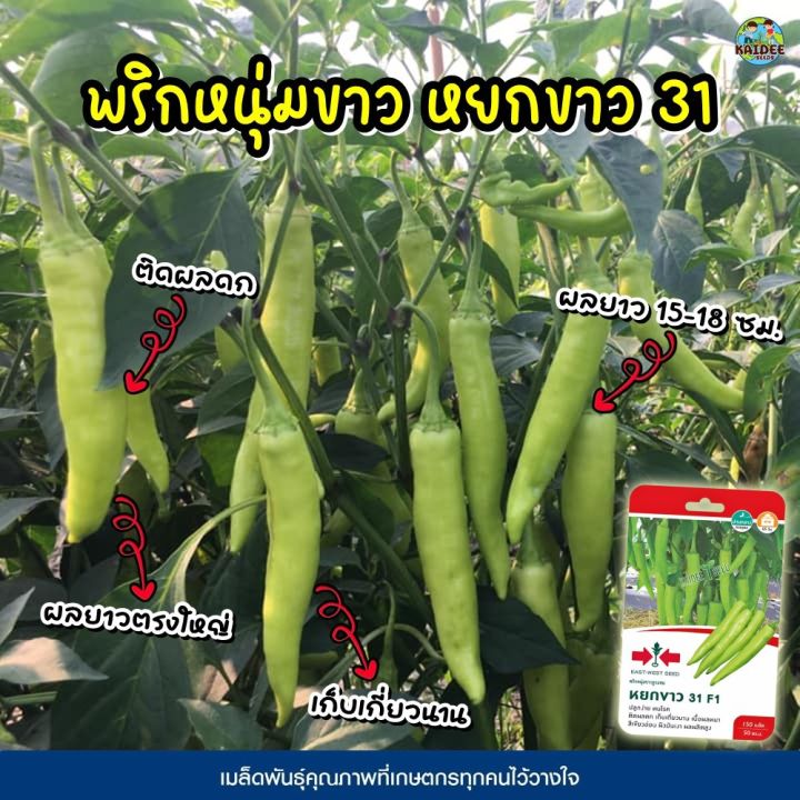 เมล็ดพันธุ์พริกหนุ่มขาว หยกขาว31 F1 ตราศรแดง