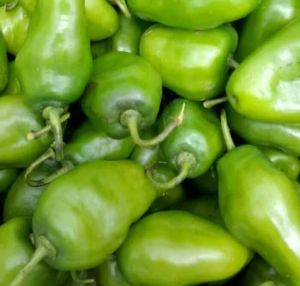 cabai gendot 1 kg // cabai gendot segar 1 kg // cabai gendot