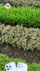 Softcase Premium Clear Case 2MM Transparant Bening iPhone 15 Plus