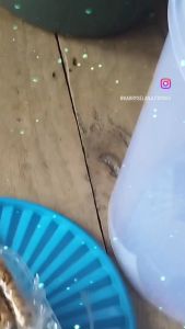 Jual Kacang Bawang Goreng isi 40 pcs