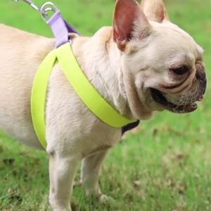 COD สายจูงสุนัข 2 สีสวยงาม สำหรับสุนัขและแมว มีให้เลือก 3 สี ทนทาน สายจูงคุณภาพสูง พร้อมส่งในไทย