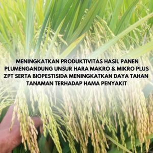 Pupuk Padi Terbaik & Obat Padi Semprot: Perbanyak Anakan Padi & Pupuk Anti Gabug