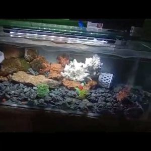 Lampu LED CELUP AQUARIUM AQUASCAPE AKUARIUM UKURAN 20 30 40 50 60 3 WARNA