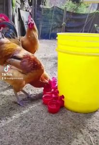 máng uống nước tự động cho gà 1 cái