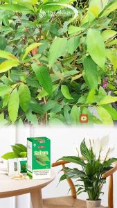 Kapsul Daun Salam Ekstrak Herbal: Solusi Nyeri Sendi Pegal Linu
