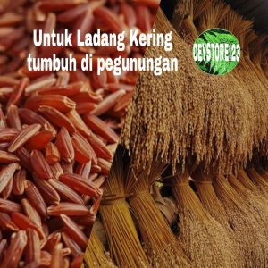 Benih padi huma asli darat paket 1 kg