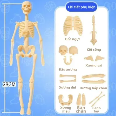 Mô Hình Giải Phẫu Học Người 3D Giáo Dục