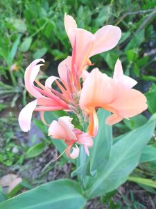 หน่อพุทธรักษาสีชมพูพีช