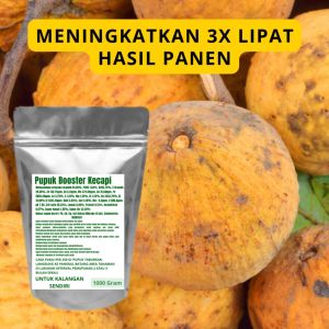 Pupuk Booster Kecapi Pelebat Organik Cepat Berbuah Lebat Besar Anti Rontok Pembesar Kecapi