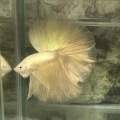 HALFMOON 24K SUPER GOLD BETTA (GRADE AAA) RARE SPECIMENS. 