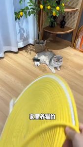 Cat Scratching Floor Mat With Ball Toy Hanging Wall Pad Furniture Protect Carpet Tempat Cakar Kucing Karpet 猫棉垫猫抓板耐抓耐磨睡觉垫子