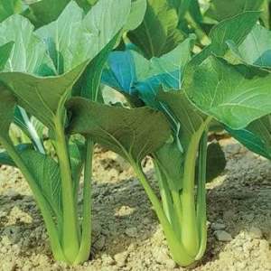 Hạt Giống Rau Cải Ngọt Loại F1 Siêu Dễ Trồng Nảy Mầm Nhanh. Thu Hoạch Sớm Không Sâu Bệnh (20Gram)