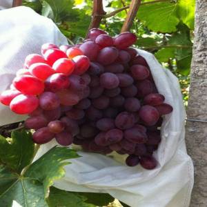 Fruit Cover Paket: Pembungkus Buah Tahan Lama & Mudah Digunakan