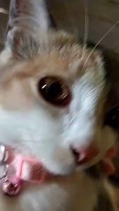 MADDIE LZB ปลอกคอสัตว์เลี้ยง ปลอกคอหมา ปลอกคอแมว ปลอกคอสัตว์เลี้ยง ปรับขนาดได้ สําหรับสุนัข แมว 12 สีให้เลือก LI0146