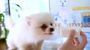 Bình sữa cho chó mèo thú cưng Pet bottles kèm cây rửa tiện lợi chất liệu nhựa an toàn - Medipet