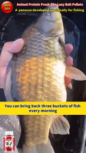 Tradition Fishing Bait  fresh wet fishbait for Freshwater Fish Wild Fishing Black Pit