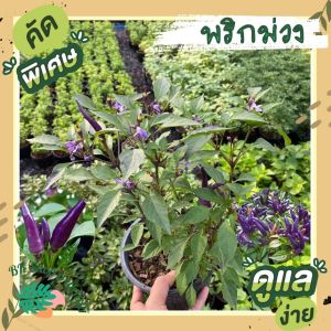 ต้นพริกชี้ฟ้าม่วง  พร้อมกระถาง6 นิ้ว  ผลสีสวย รสเผ็ด ทานได้ ยอดอ่อนทานเป็นผักแกล้มน้ำพริก หรือนำไปปรุงแกงจืด ผักสวนครัว ผักออแกนิก