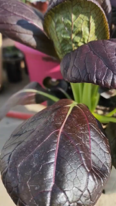 Purple Pechay Pak Choi Vegetable Seeds ( 500 seeds/pack )-Purple PAKCHOI VEGETABLE SEEDS-A718