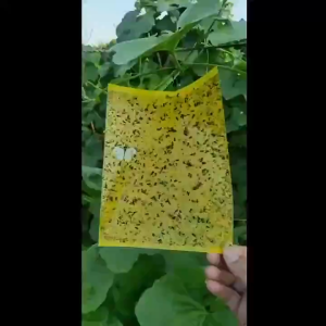 100PCS Powerful Fly Trap Bug Sticky Plate Yellow Double-sided Armyworm Board Catch Silkworm Trap Killer Indoor and Outdoor Flying Plant Insects Such as Fungi Gnats Whitefly Aphid Leaf Miner Other Flying Plant Insects 25x20cm
