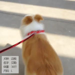 Collar Pet Dog Collar Denim Nylon Strong Collars For Dog Puppy Cat Adjustable Collar Pet Dog M L 2XL Collar