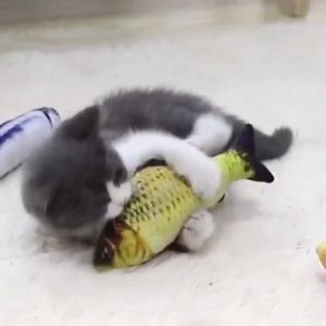 mainan kucing bentuk ikan dan catnip mainan boneka tahan gigitan mainan kucing