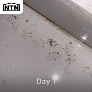 NTN Liquid Ant Killer — Borax based ant bait/poison (30ml)