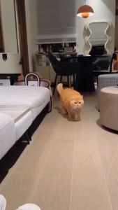 Probiovar Skin And Coat untuk kulit dan bulu yg cantik dan sehat kucing dan anjing isi 30 kapsul