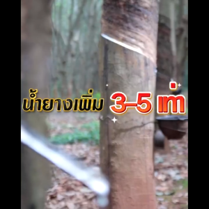 โดสเขียว [โปรดีราคาถูก] ซื้อ2 เเถม1 โดสยางพารา Dose โดส ฮอร์โมนพืช เร่งใบเร่งต้น เร่งนํ้ายางเร่งโต ใบเขียว ส่งฟรีทั่วไทย