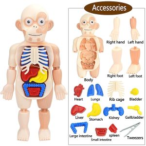 Kid Montessori 3D Puzzle Human Body Anatomy Model Organ Assembled Educational Toy Teaching Tool