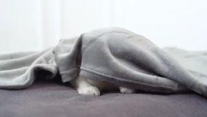 REFLEX PLUS 1.5KG Royal Dry Cat Food Makanan Kucing Kitten Adult 15 kg All Variant Mother Baby Anakan Dewasa Chicken Salmon Lamb Rice Anti Hairball Indoor Urinary Premium Dry Food With XOS Prebiotics FRESHPACK