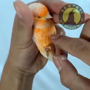 SEMPATI SALEP JAMUR KAKI BURUNG SEMPATI OBAT OLES KAKI BENGKAK KERAK LUKA BERSISIK BUBUL MURAI KACER DLL