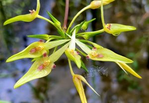 เอื้องสิงโตสมอหิน กล้วยไม้หายาก💛ดอกมีเหลือง💛 ติดขอนไม้ 6 นิ้ว เป็นไม้กอใหญ่ 10-20 ลำต้น จะออกดอกระหว่างตุลาคม-ธันวาคม 1 ไม้/ขุนเขาการ์เด้v