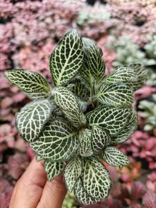 Fittonia