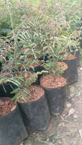 ผักกาดย่า หรือผักกาดปู่ ผักกาดย่า แพ๊ค2ถุง159บาท พร้อมปลูก