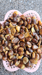 KACANG KULIT KORO 1KG ASINGURIH DAN RENYAH KUALITAS SUPER