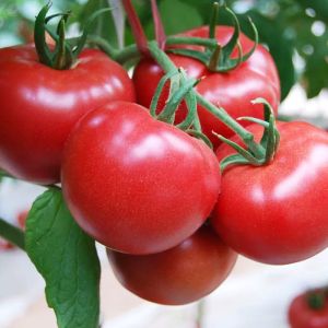 Big Powder Big Tomatoes Four Seasons Tomatoes Balcony Vegetable Planting in Vegetable Garden