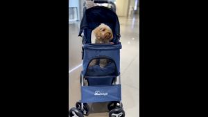 Doogo 4-Wheels Dog & Cat Stroller: A Luxury Pet Travel Companion