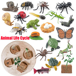 Animal Life Cycle Board Children Toys Montessori Teaching Aids Plant Animal Growth Cycle Model Set preschool cognitive Toys