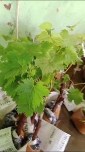 BIBIT ANGGUR IMPORT DUBOVSKY PINK SIAP BERBUAH