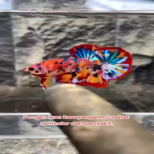 Obat Kuning Acriflavine HCL BPC Premium 30ml: Solusi Perawatan Ikan Terbaik