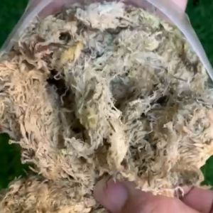 White Moss is Dried Naturally 100% Organic natural Minerals Potassium Nitrogen for Plant