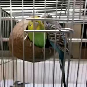 บ้านกแก้ว บ้านนก รังนก ที่นอนนก บ้านกะลา กะลามะพร้าว บ้านชูการ์ บ้านกระรอก บ้านหนู ธรรมชาติ บ้านนกแบบขัดเรียบ