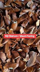 Biji Mahoni Kering / Buah Mahoni Kering Herbal Alami