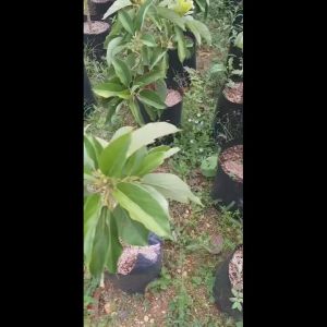 Bibit Alpukat Sab 034 Super: Panduan Lengkap