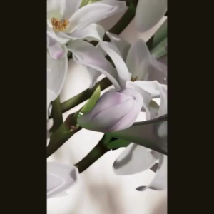 petra by Lattafa 100ml EDP