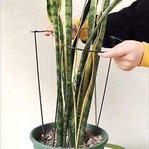 半圆植物攀藤支架 植物支架 展叶支撑花架  Plant climbing support frame Plant Holder Plant protection holder Semicircular plant climb support