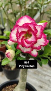 Adenium Obesum Bonsai ID 864 Ploy Sa Kon 富贵花